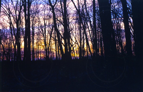 Woods