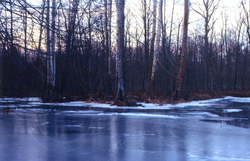 Woods 2